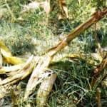 Immagine di danni a piante di mais provocati da un Istrice