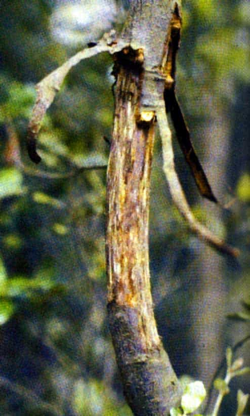 Immagine di un arbusto decorticato da una Arvicola