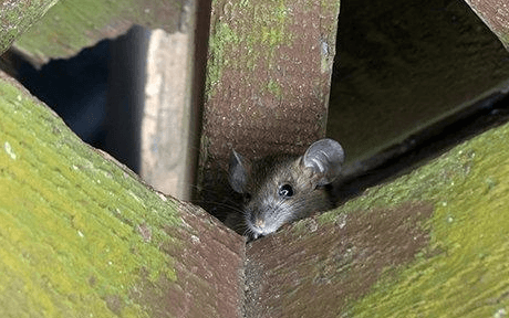 Derattizzazione Ratti Racconigi