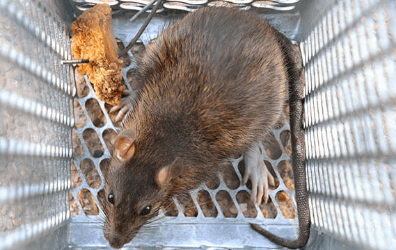 derattizzazione ratto marrone a Castelnuovo Berardenga