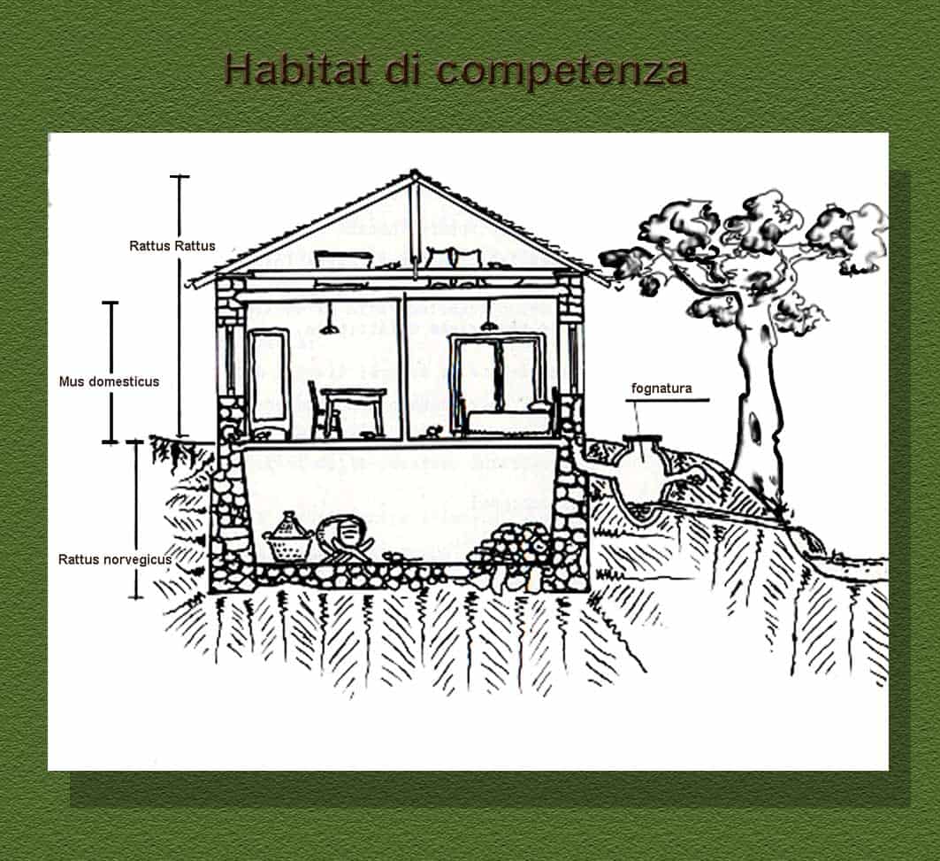 Immagine disegnata del caratteristico habitat del Topo domestico