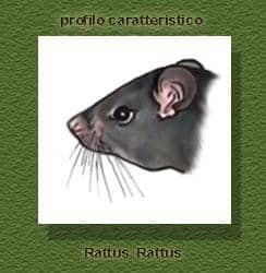 Immagine del profilo di Rattus rattus
