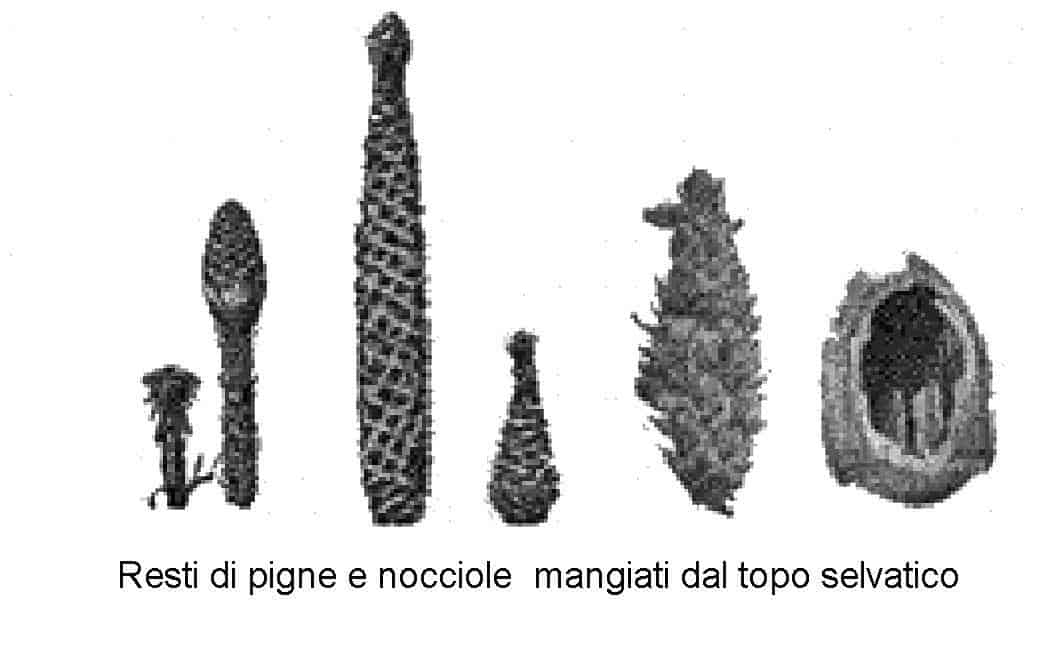 Immagine di resti di pigne e nocciole mangiati dal topo selvatico