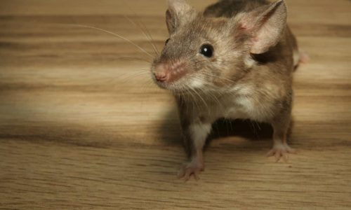Riconoscere Topi o Ratti: Le Differenze