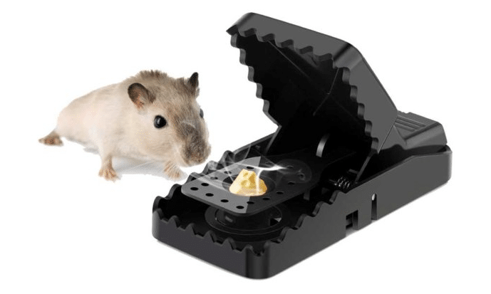 trappole a scatto per topi